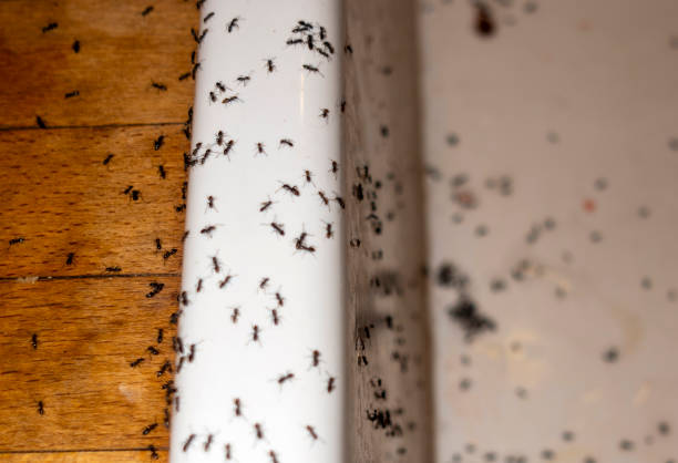 Best Pest Control Near Me in Watts Mills, SC